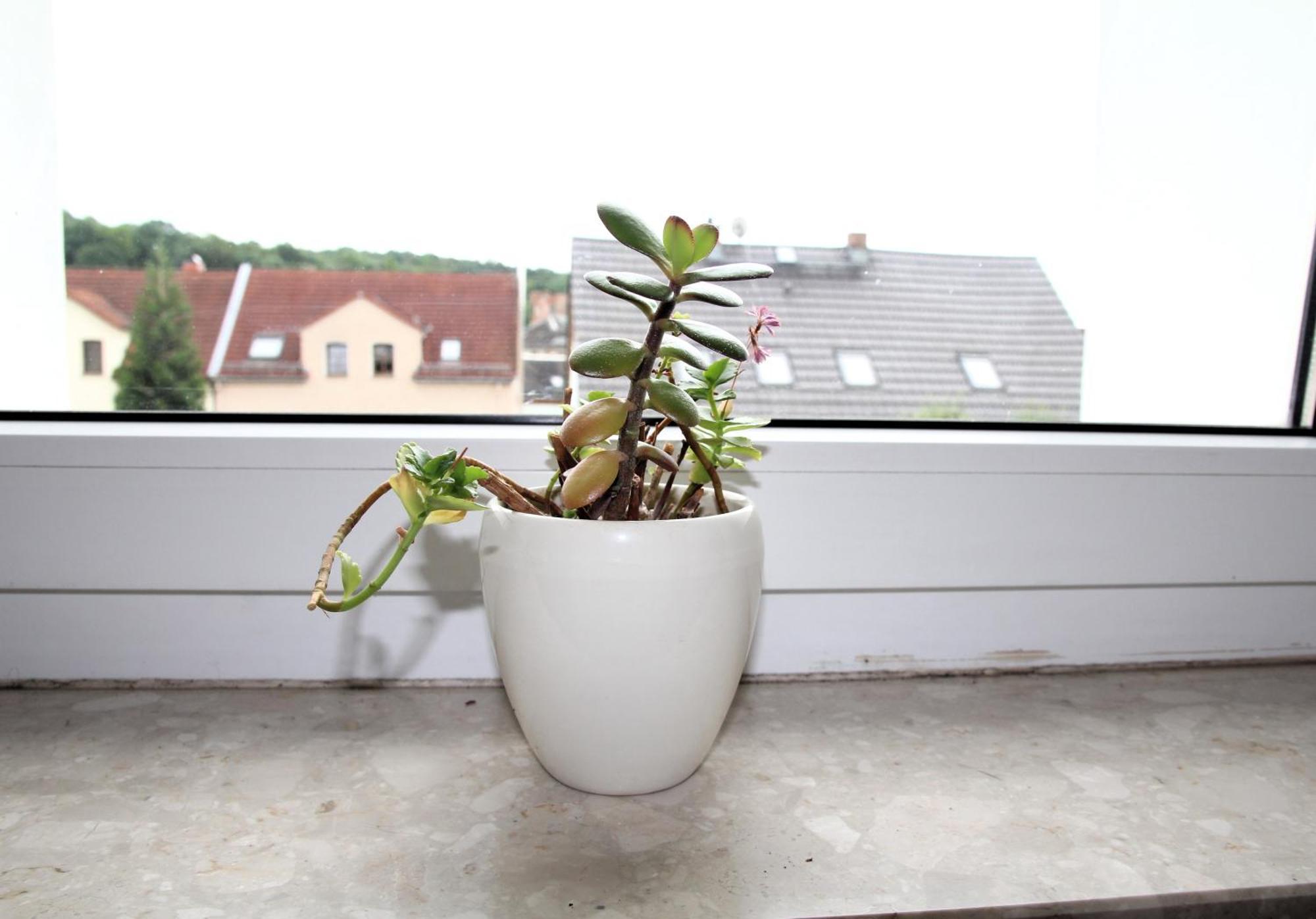 Pension963 Crimmitschau ภายนอก รูปภาพ